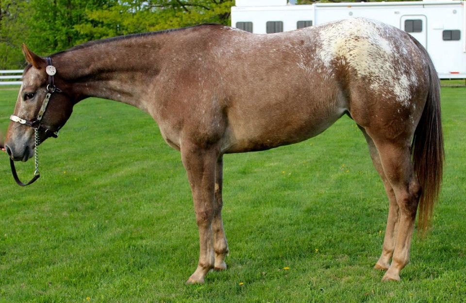 SALE HORSES Townsend's Training Farm Inc. 536 4th Range Rd